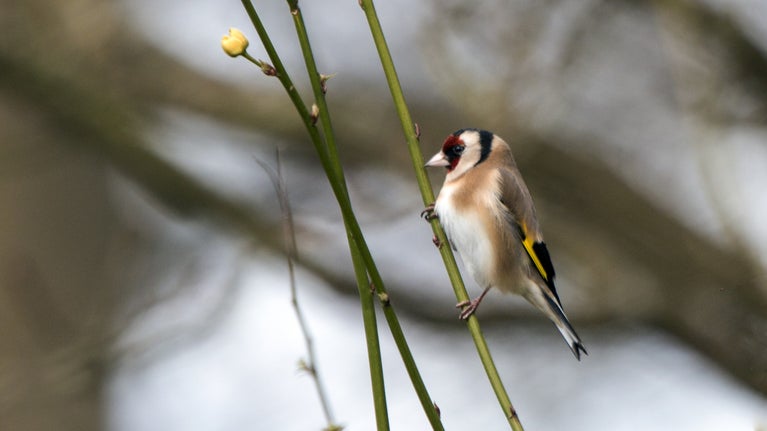 Goldfinch perching on the branch of winter flowering jasmine